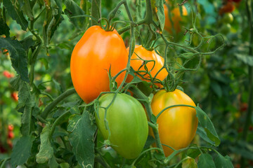ripe and unripe tomatoes in the garden on a blurred background. Eco-friendly natural products, rich harvest. Selective focus. Close up macro