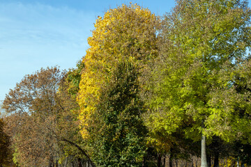 Fototapeta premium Bright maple foliage illuminated by sunlight