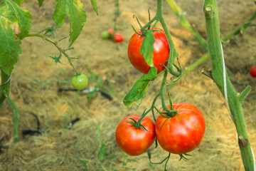 ripe and unripe red tomatoes in organic garden on a blurred background of greenery. Eco-friendly natural products, rich harvest. Empty space for your text.