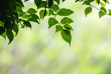 raining shower drop on leaf tree, close up of rainfall in jungle,Heavy Rain Falling on Tree Leaves in forest. droplets fixed on green leaves, Raining day in tropical forest. Raindrop in deep jungle.