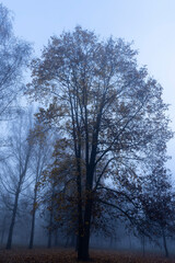 Bare deciduous trees in autumn cold weather
