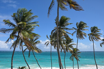 The Tropics - The Barbados Edition
