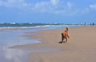 meu doguinho amado meu amor de quatro patas
