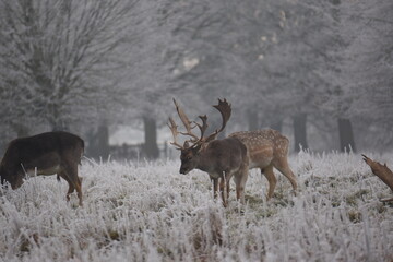 some fallow deer in a field covered in hoar frost