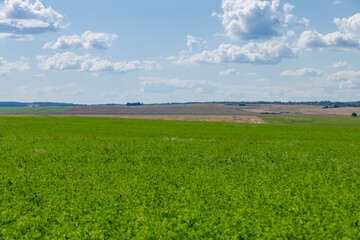 Green grass growing in the field in the summer