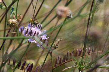  Pszczoła z rodziny Megachile na kwiatku świerzbnicy polnej (Knautia arvensis). Dzika, naturalna łąka. Płytka głębia ostrości.