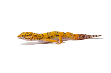 Leopard gecko white background
