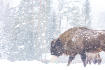 Bison in the Skole Beskydy National Park in winter.Carpathians.Ukraine. Snowfall.Soft focus