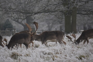 some fallow deer in a field covered in hoar frost