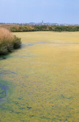 Ruppia maritima, Limu , ruppie, Marais salants, Guerande, 44, Loire Atlantique, France