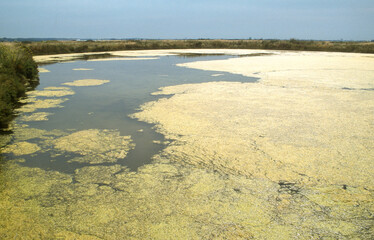 Ruppia maritima, Limu , ruppie, Marais salants, Guerande, 44, Loire Atlantique, France