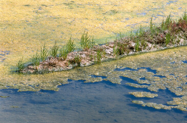 Salicorne, Salicornia europaea, Ruppia maritima, Limu , ruppie, Marais salants, Guerande, 44, Loire Atlantique, France