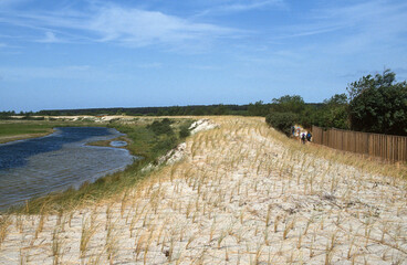 Oyat, Parc du Marquenterre, Réserve naturelle de la Baie de Somme, Picardie, Somme, 80, France