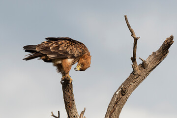 Aigle ravisseur,.Aquila rapax, Tawny Eagle