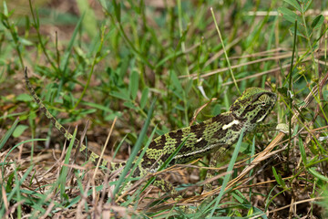 Caméléon d'Afrique, Chamaeleo gracilis, Afrique du Sud