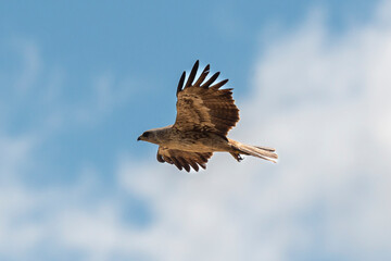 Aigle ravisseur,.Aquila rapax, Tawny Eagle