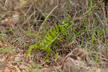 Caméléon d'Afrique, Chamaeleo gracilis, Afrique du Sud