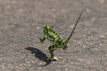 Caméléon d'Afrique, Chamaeleo gracilis, Afrique du Sud