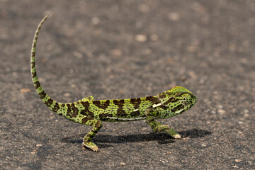 Naklejka premium Caméléon d'Afrique, Chamaeleo gracilis, Afrique du Sud