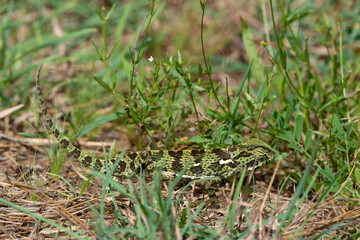 Caméléon d'Afrique, Chamaeleo gracilis, Afrique du Sud