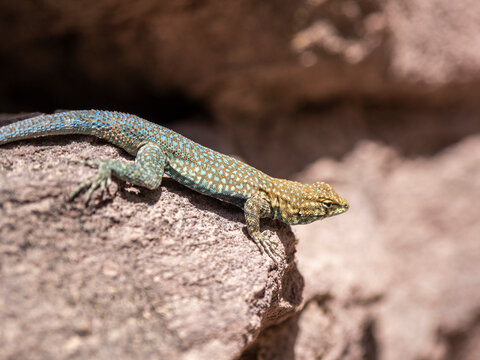 An adult common side-blotched lizard (Uta stansburiana), on the rocks in Grand Canyon National Park, Arizona, United States of America, North America