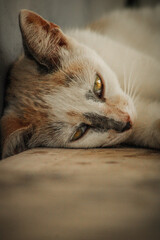 cat sleeping on a bed