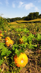 A panoramic view on a field full with ripening pumpkins. The pumpkins are round and yellow....