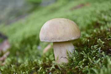 Boletus edulis. Edible mushroom boletus edulis known as penny bun in forest with blurred background