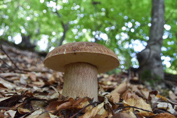 Boletus edulis. Edible mushroom boletus edulis known as penny bun in forest with blurred background