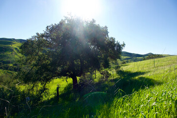 backlit live oak tree on a sunny grassy hillside