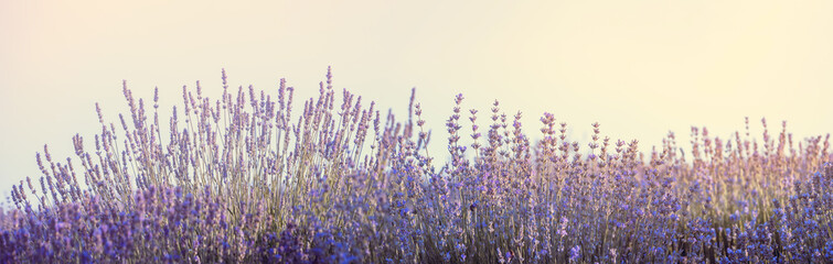 Lavender flowers at sunrise in pastel colors, wide landscape for banner. Violet lavender field in Provence with place for text on the top. French lavender in the garden.