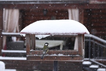 Bird in a feeder in the snow