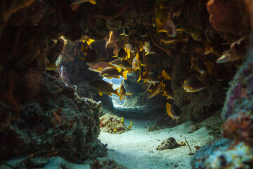 Fototapeta na wymiar Fish cave