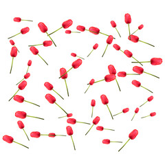 Pattern of many red tulips on a white background. The concept of the arrival of spring, Easter. Universal holiday background. Vector image