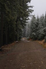 road in the woods