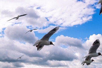 Seagulls fly over the surface of the water against the background of storm clouds. Seagulls hover over the river water. Waterfowl living in the city. View of the bridge over the river and the seagulls