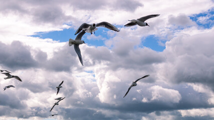 Seagulls fly over the surface of the water against the background of storm clouds. Seagulls hover over the river water. Waterfowl living in the city. View of the bridge over the river and the seagulls