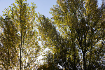 Yellowing and falling foliage of deciduous trees in autumn