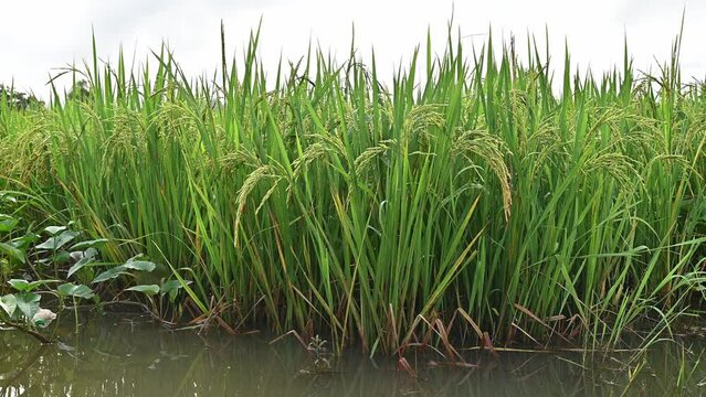 Oryza sativa (or Asian rice) moving by the wind. Rice hull is mostly indigestible to humans because of its enriched fiber components.