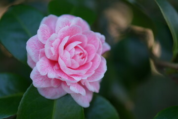 Pink petals of Camellia japonica flower blooming in spring garden, bokeh ground