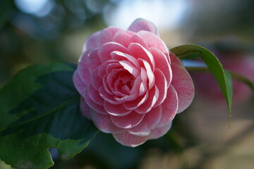 Pink petals of Camellia japonica flower blooming in spring garden, bokeh ground