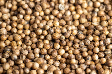 Dried coriander seeds with a strong pleasant aroma