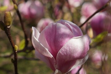 Bright pink close-up magnolia flower on blossom tree, spring bouquet background