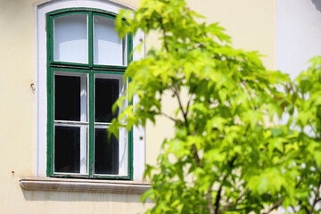 Window on the historical building facade and tree branch with green leaves. Selective focus.