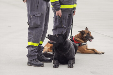 Rescue service dogs trained to detect victims of earthquakes and other disasters near his trainer.