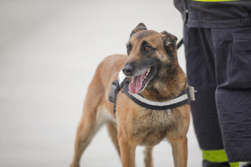 Rescue service dog trained to detect victims of earthquakes and other disasters near his trainer.