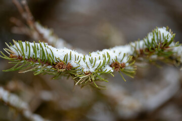 nieve en pino