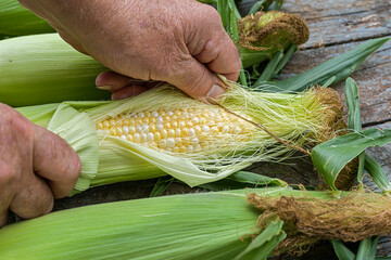 Freshly picked ears of bicolor corn.