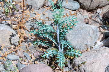 Argemone ochroleuca Sweet