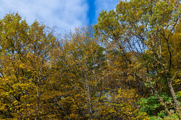 Mixed forest in the autumn season with different deciduous trees